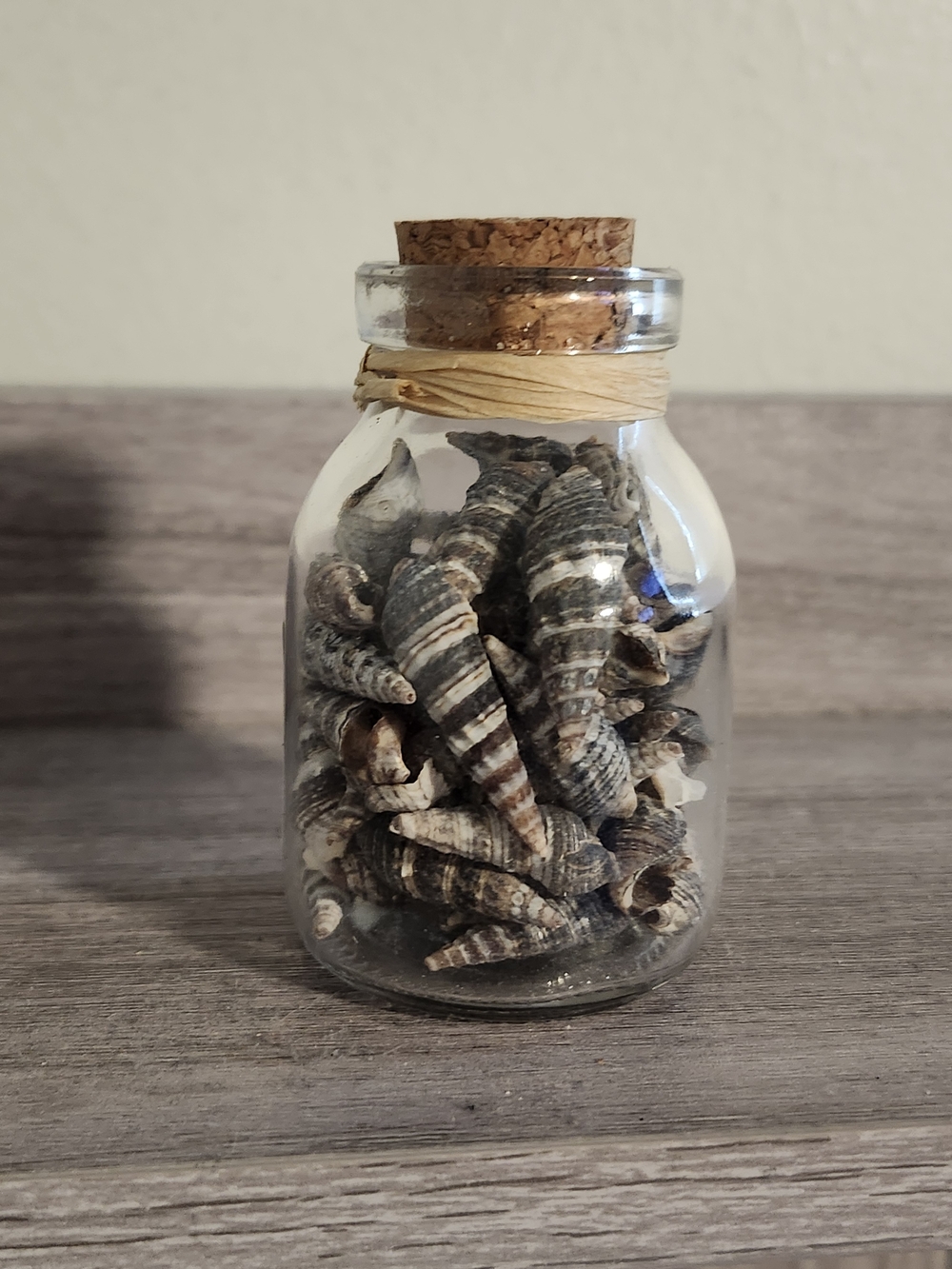 Terrarium Glass Jar with Natural Striped Shells - Brown/Gray